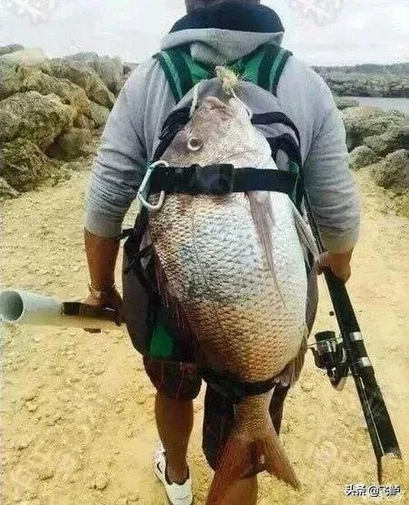 新手入坑台钓钓鱼,新手钓椅推荐