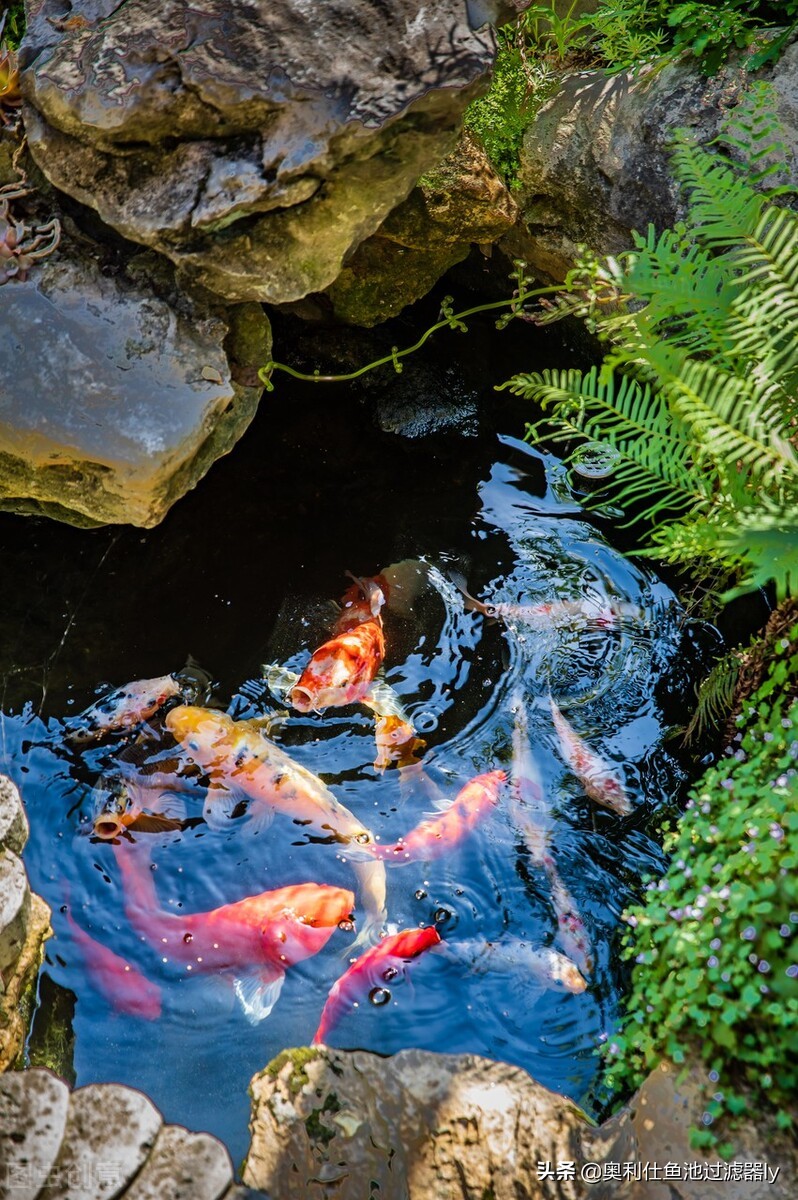 室内锦鲤小鱼池需要杀菌还是换水,锦鲤鱼缸换水后需要用二氧化氯吗