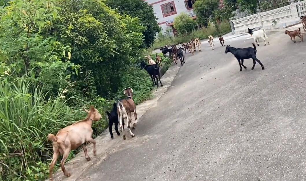 投资20000回家养羊,投资一百几十万回家搞农业