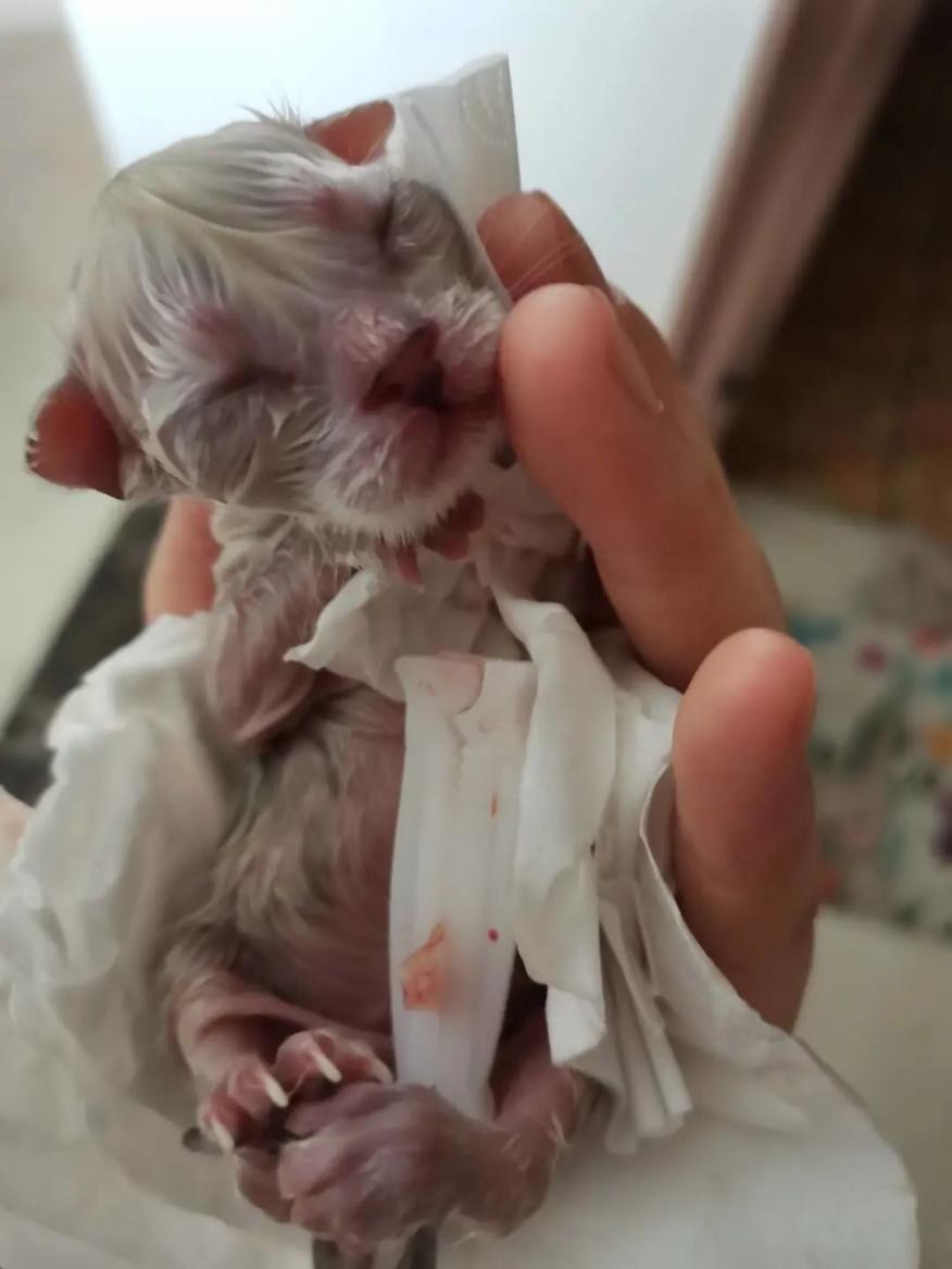 猫咪怀孕生产要准备什么,猫咪怀孕到生产注意事项