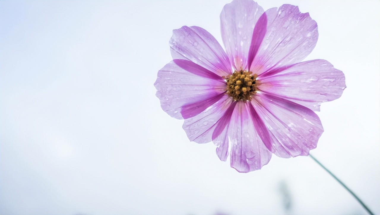 如果有一天表白了你会怎么样,如果有一天有一个男孩跟你表白