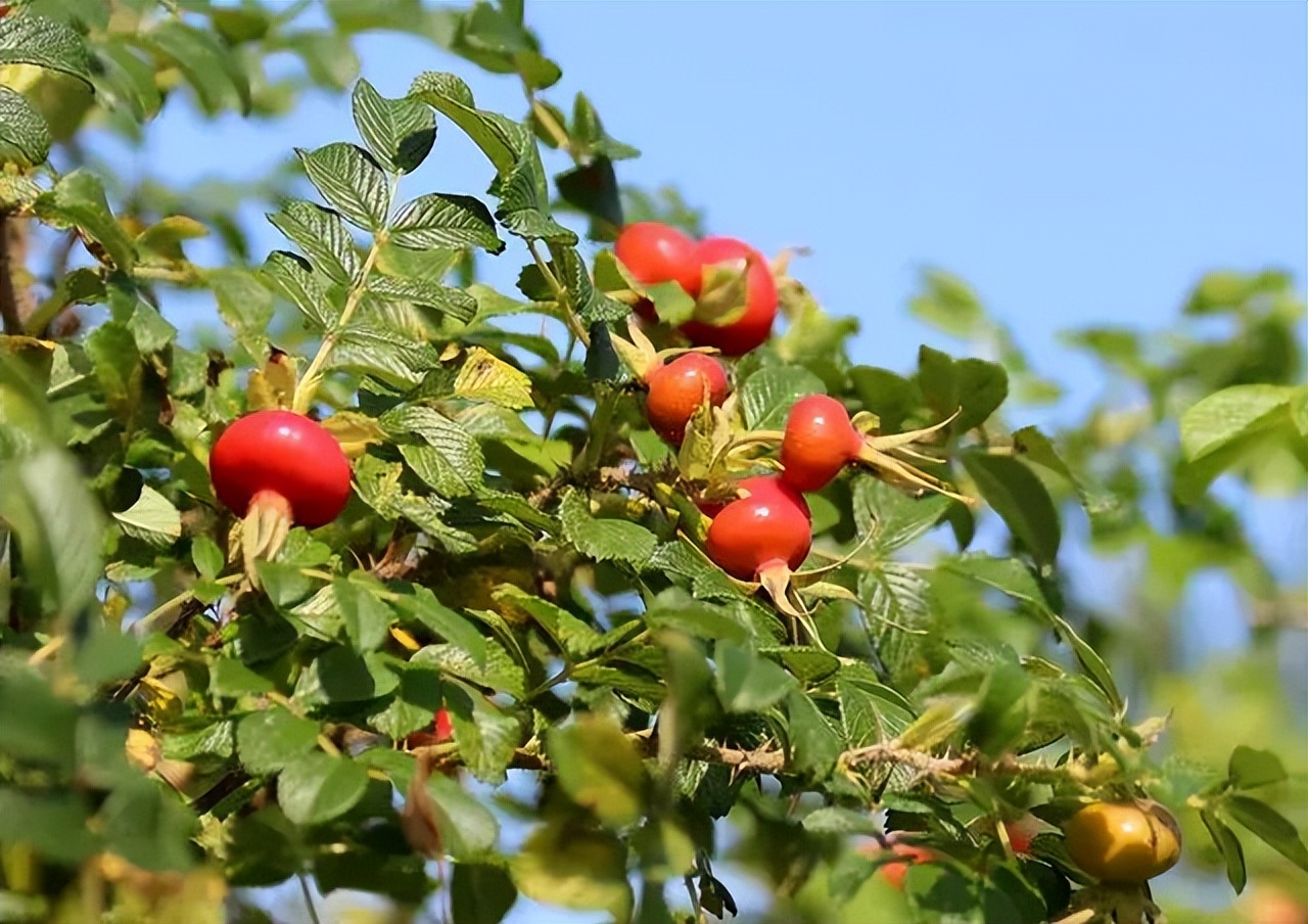 蔷薇月季玫瑰的区别,月季蔷薇玫瑰的区别