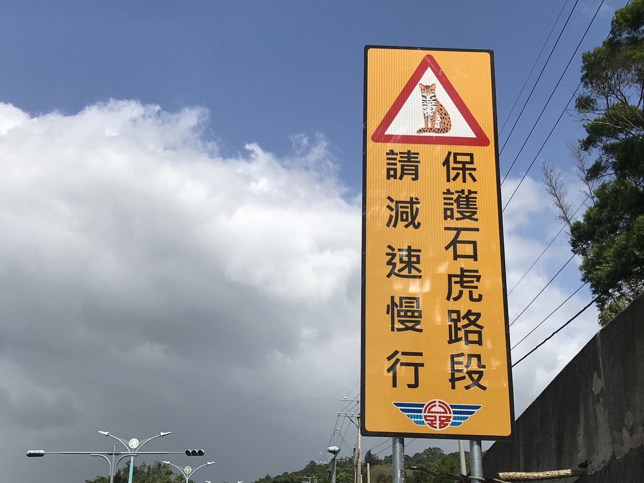 猛兽危险！“石虎”现身广东，外貌像极家猫，常被人误当猫咪饲养