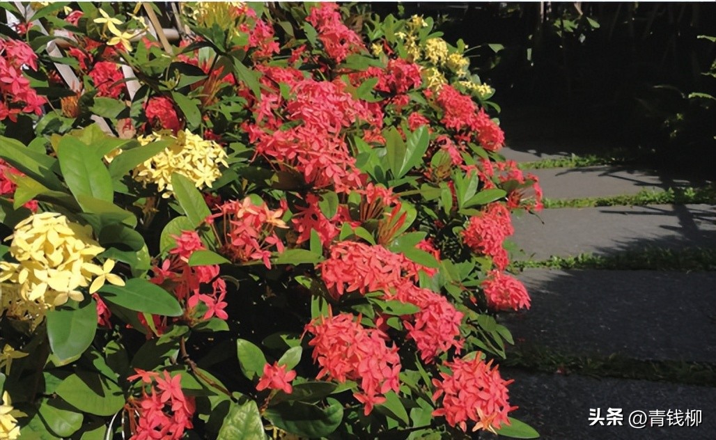 独家揭秘南国花城夏季四季惊艳