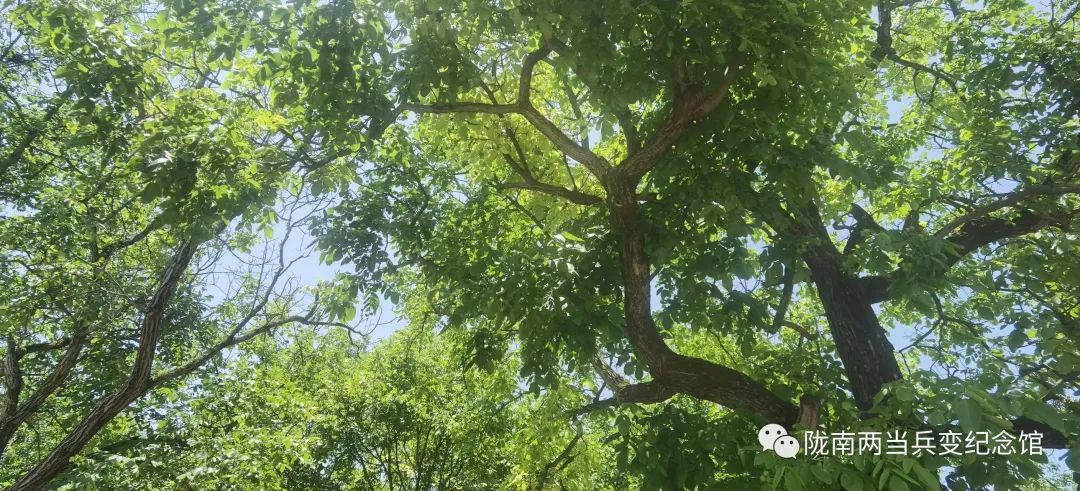 大家都向往的田园生活,向往的田园生活让人放松