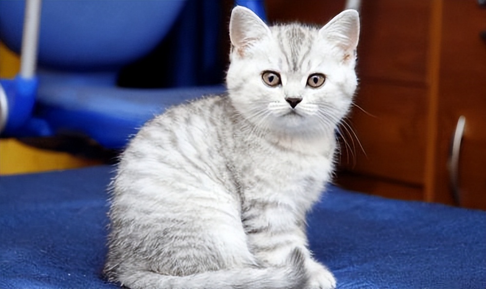 猫咪的胡须波浪 (四根胡须的猫咪)