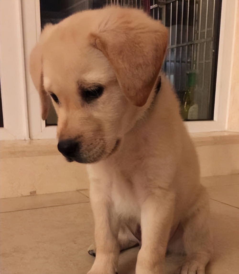 公狗和母狗是怎么交配的,你知道吗?