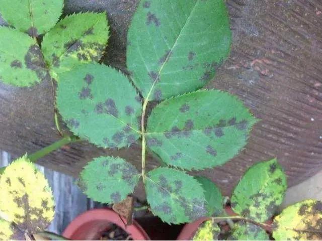 月季白粉病和灰霉病怎么区分,治疗灰霉病月季农药前十名排行