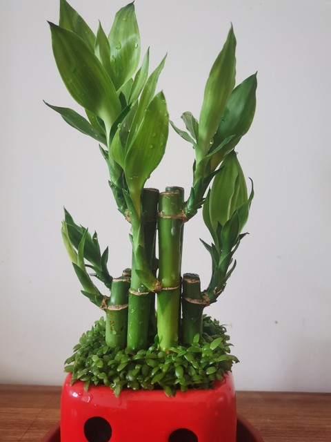 家里养富贵竹放哪个位置好,富贵竹摆放在家中什么地方最旺财