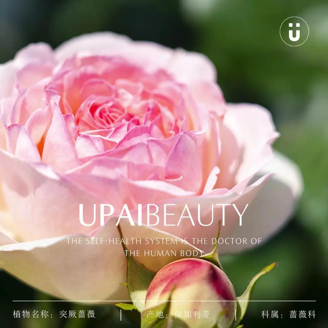 u牌玫瑰纯露,u牌玫瑰纯露靠谱吗