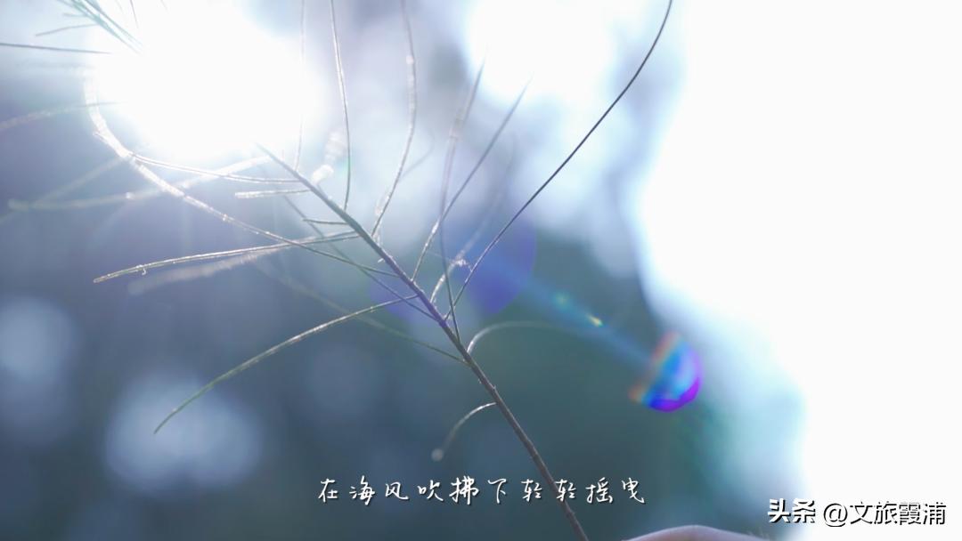 东海1号海钓,东海1号