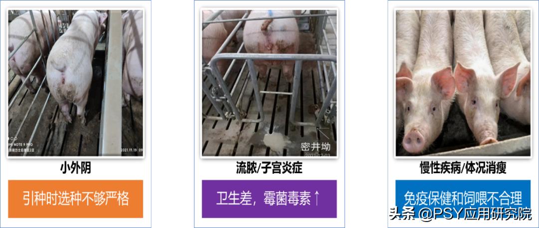 后备母猪不怀孕最佳治疗方法,后备母猪不发情怎么办小妙招