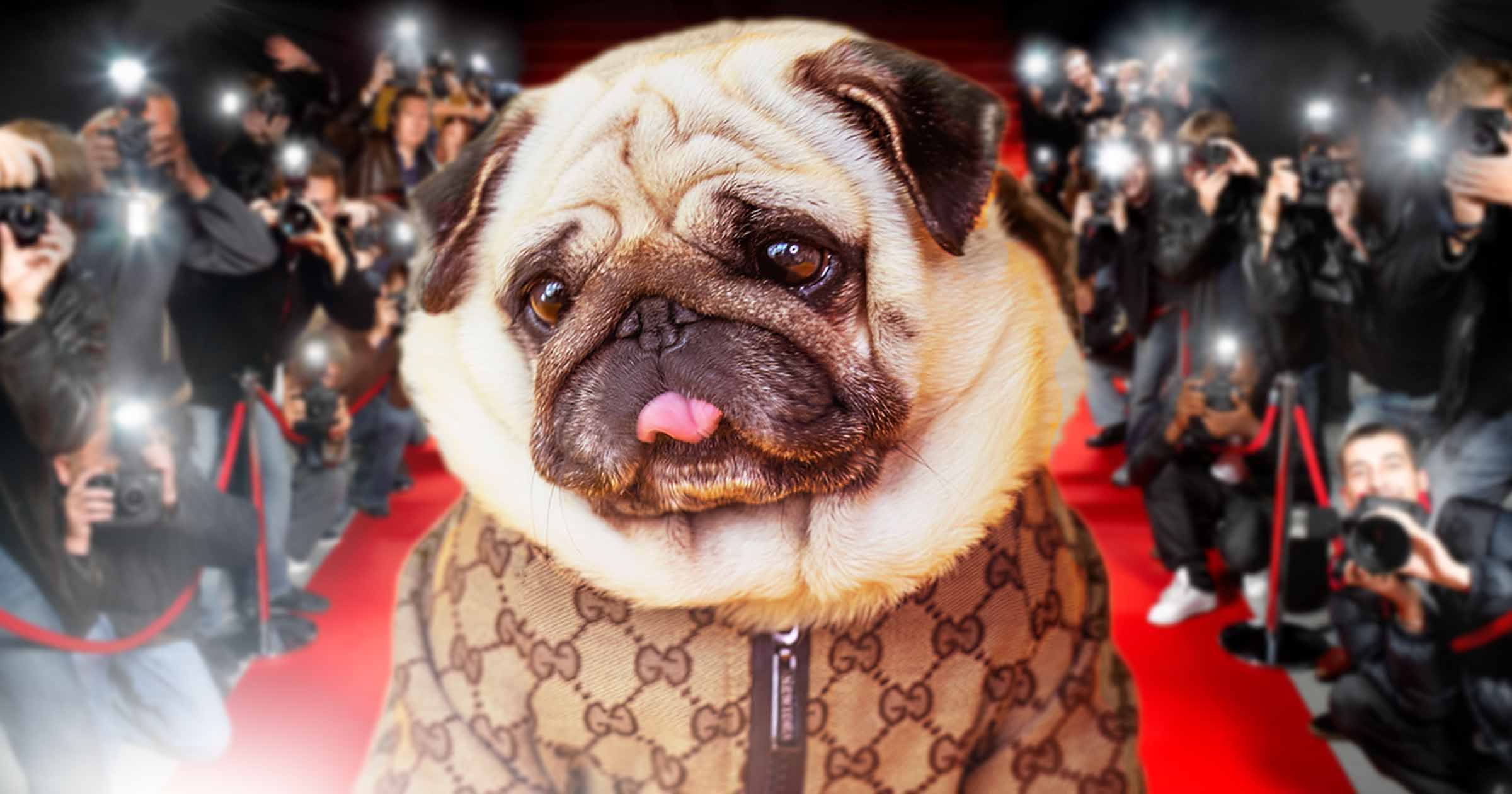 英国最聪明的十大名狗,英国最著名的土狗是什么狗