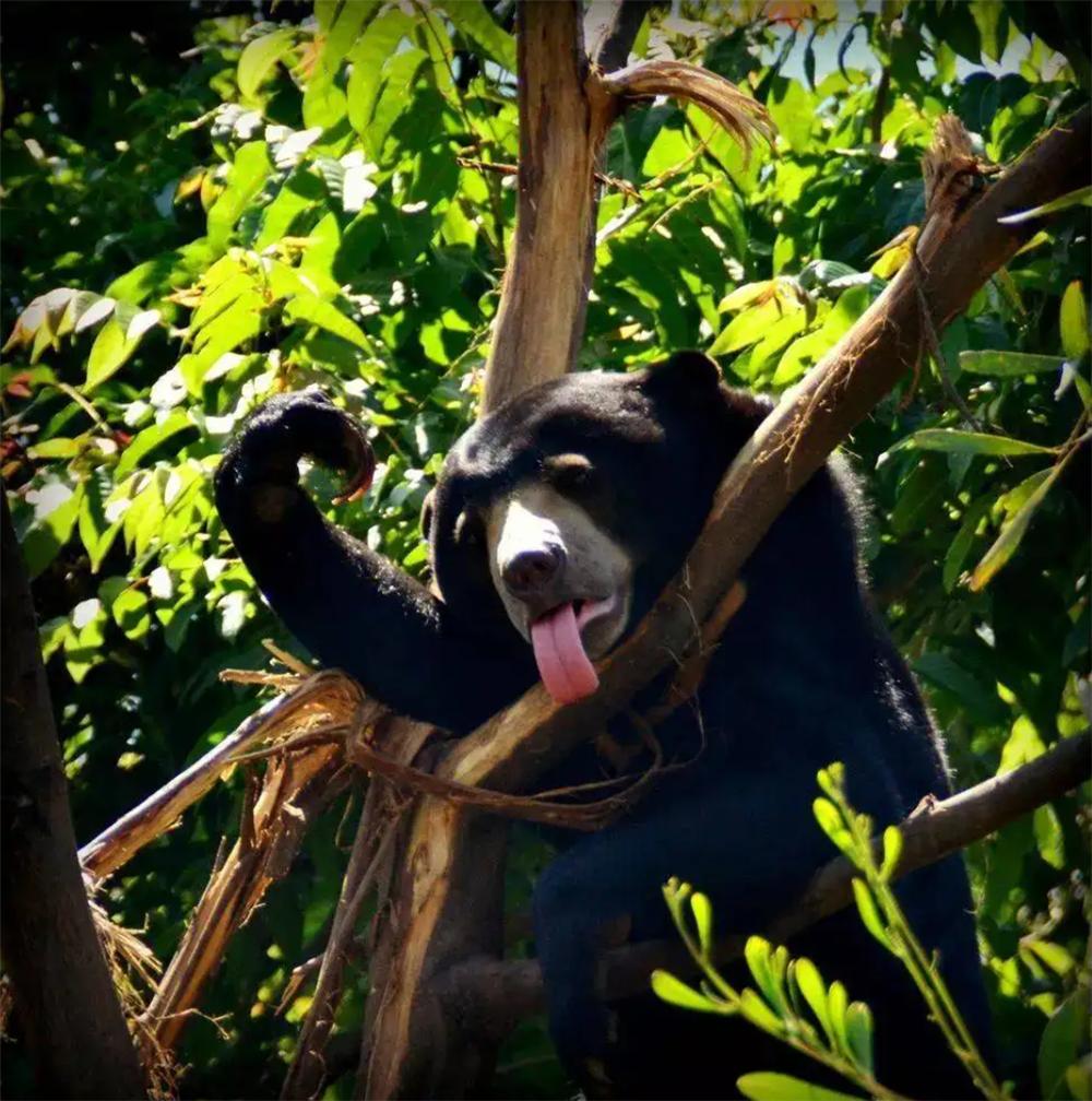 熊出没挖蜂蜜,熊出没之熊二掏蜂蜜