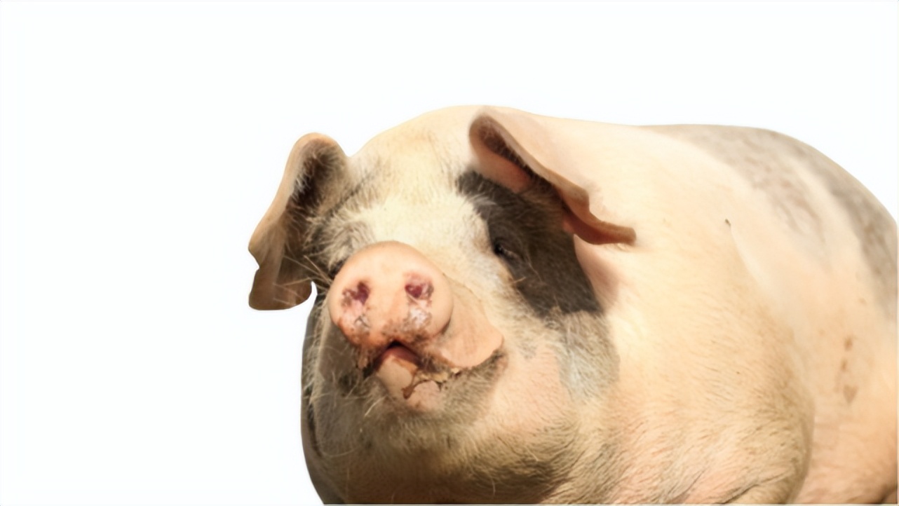 猪用霉饲料中毒怎么办,猪饲料霉菌中毒怎么治疗