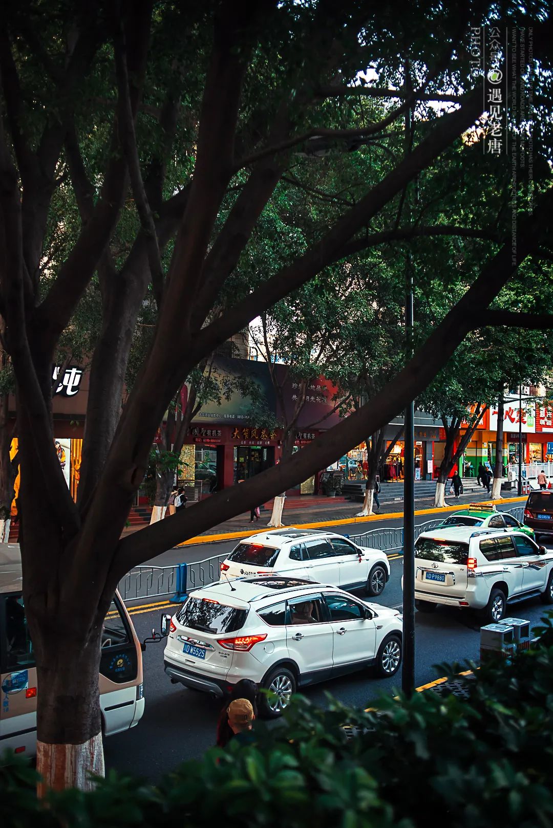 攀枝花是一种什么花,什么是攀枝花铁树