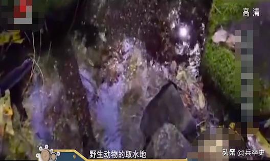 野猪林诡异事件,野猪林神秘事件