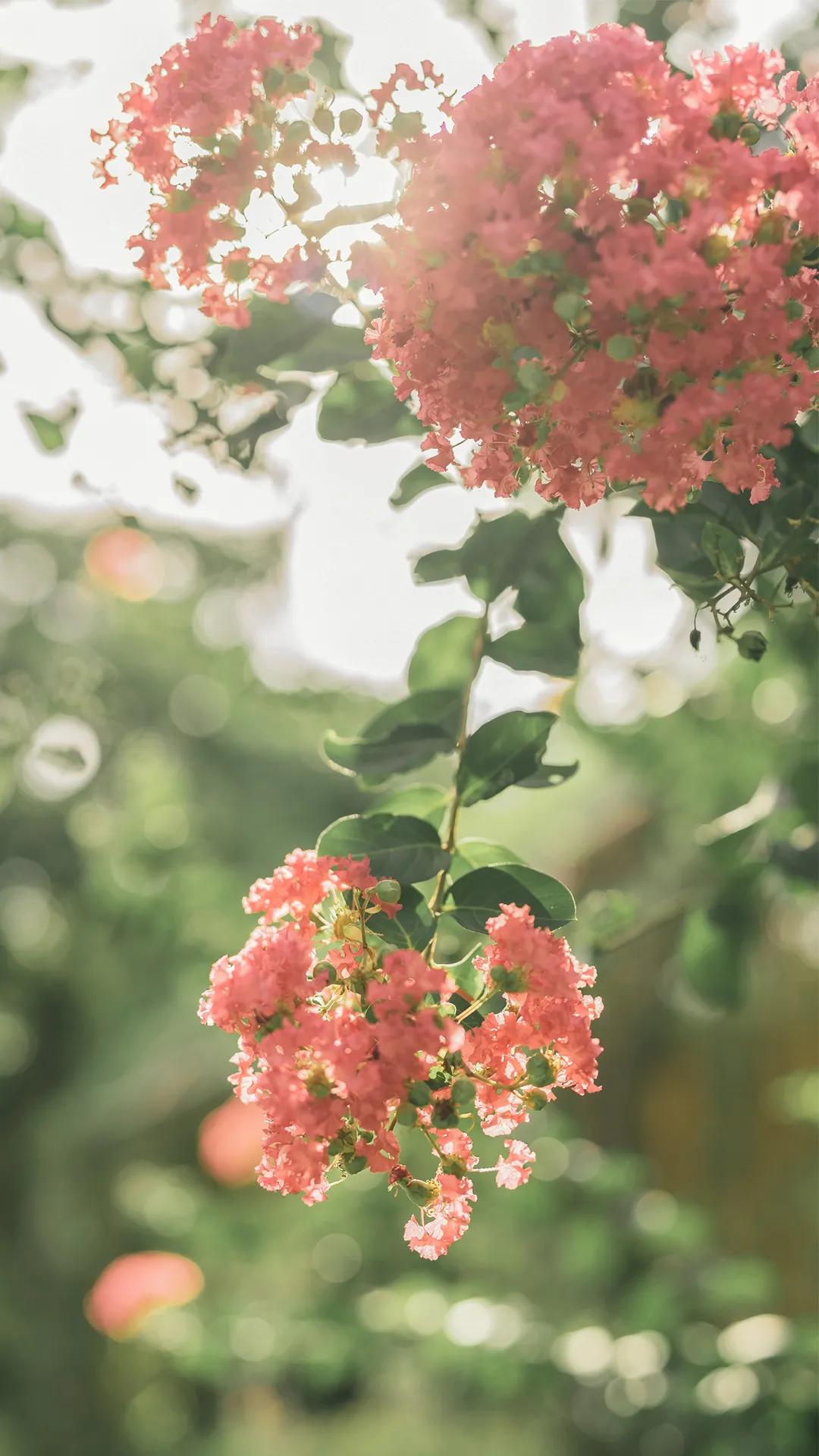 紫薇花壁纸高清全屏,唯美紫壁纸