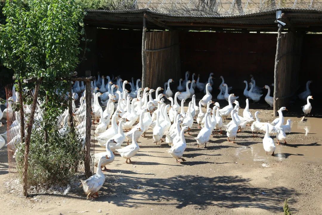 莱芜高庄旅游,莱芜高庄一日游玩攻略