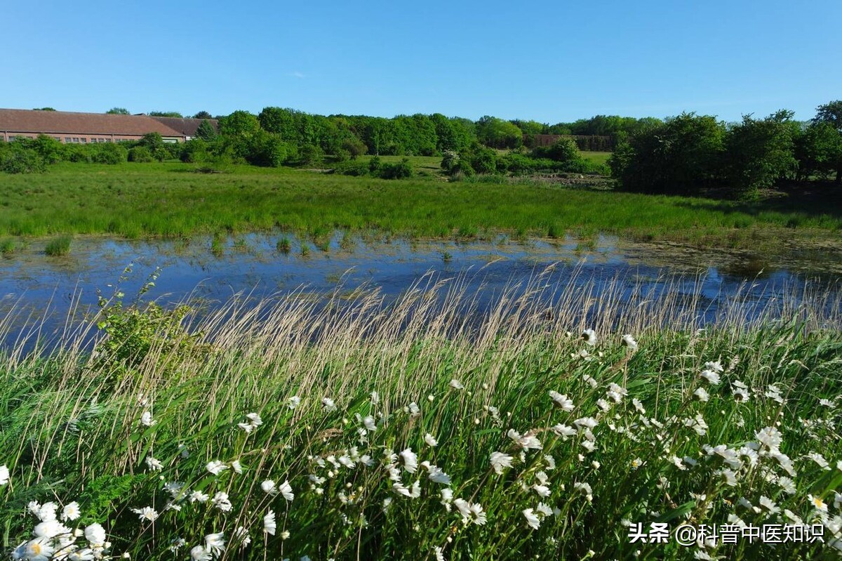 睾丸潮湿痒中医辩证施治,睾丸潮湿瘙痒的中医辨证治疗