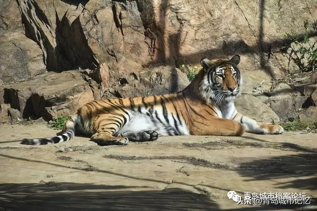 消失的青岛雨林谷,还记得可爱的小老虎吗?