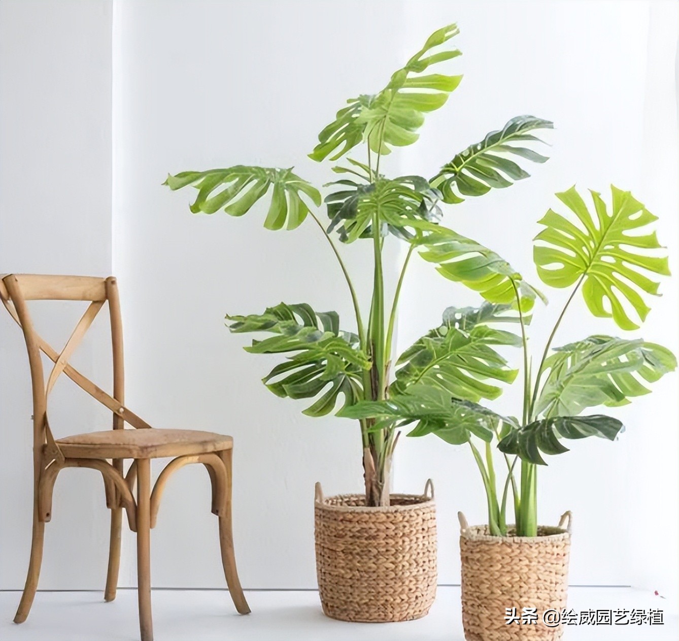 新房装修完买什么绿植比较好,装修好房子放什么绿植除甲醛好