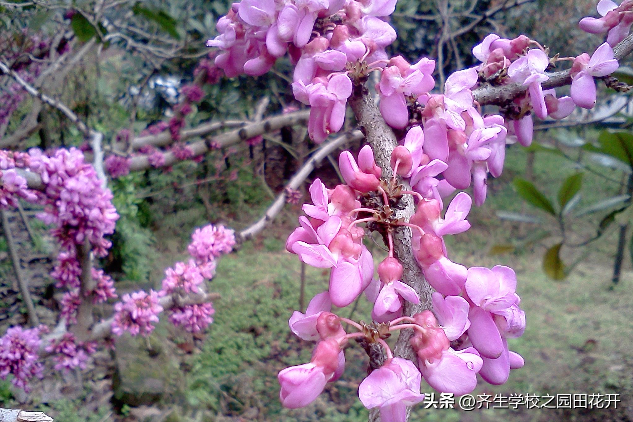 园林设计景观风水,室内园林景观设计风水