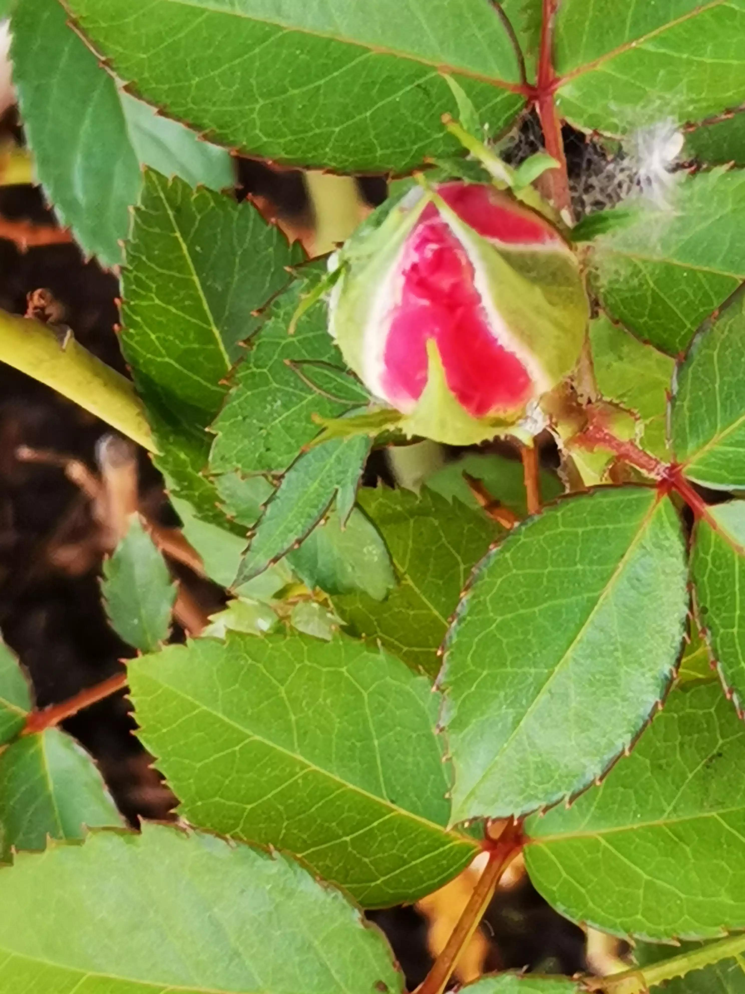 我的业余爱好介绍,我的业余爱好英语