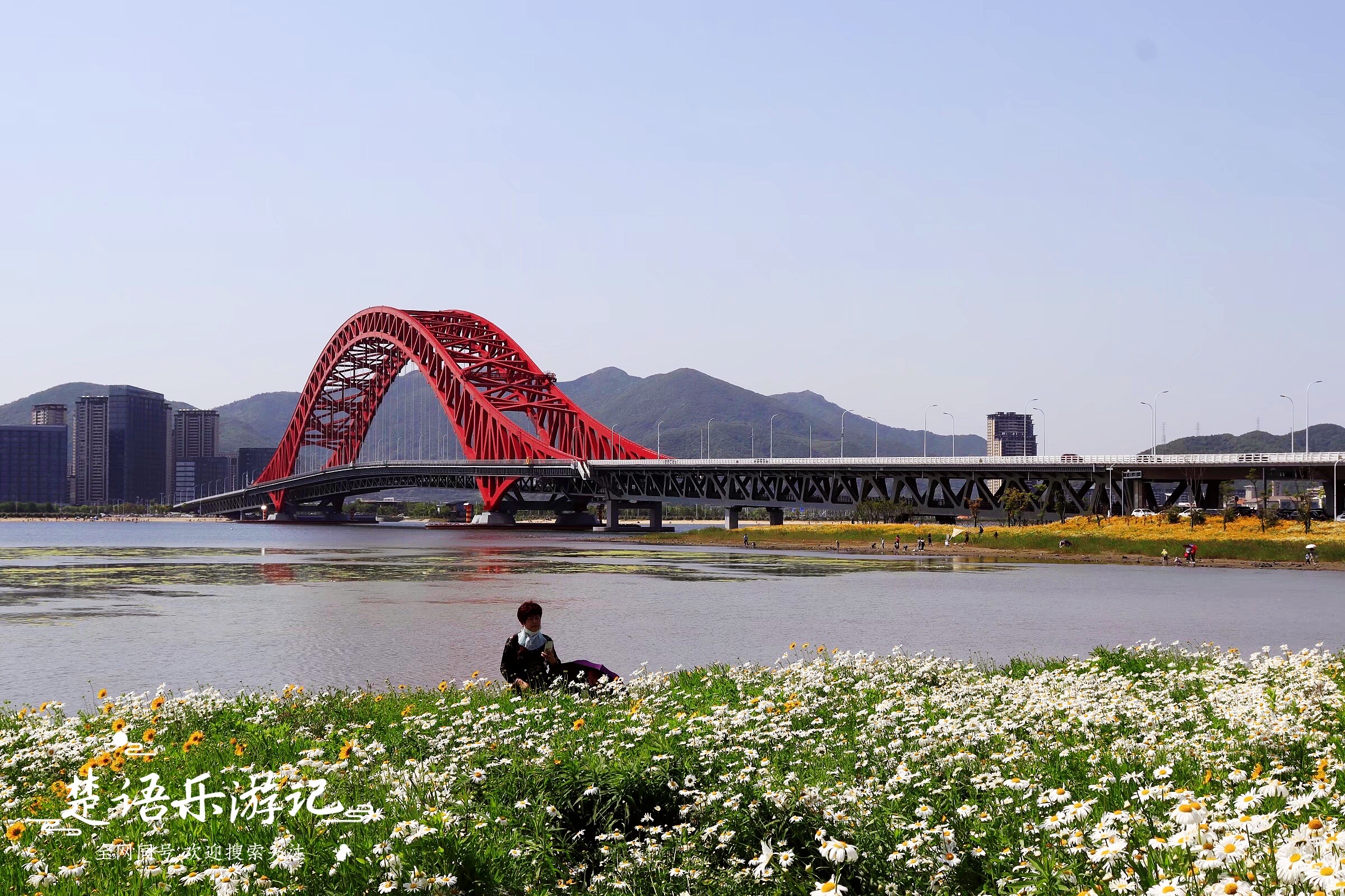 宁波最火的粉黛花海,宁波北仑红桥花海