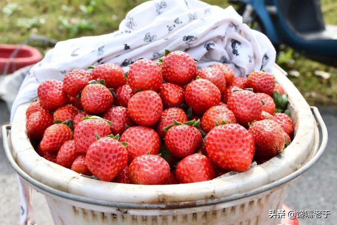 全国最好的草莓品种,全国草莓好吃排行榜