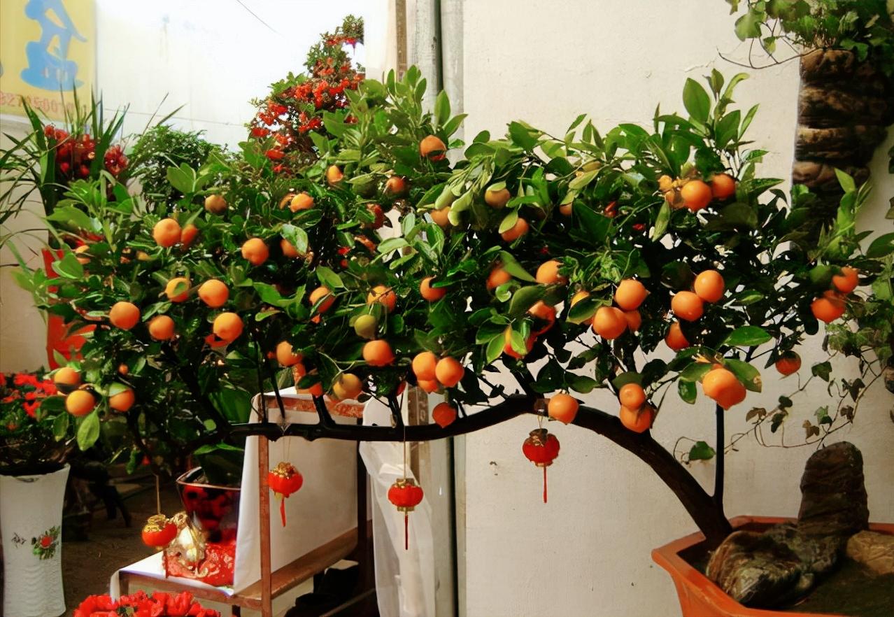 6种漂亮的富贵花好养好看还招财,6种长寿花能活一百年漂亮又吉利