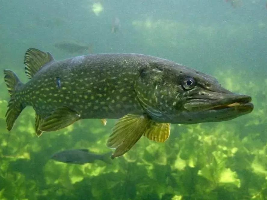 动物千姿百态,动物园的动物千姿百态