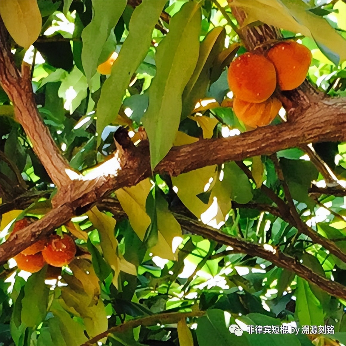 菲律宾短棍什么材质好,菲律宾短棍和中国少林棍