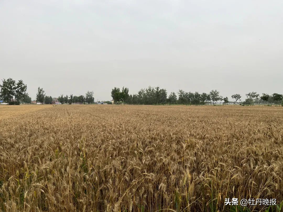 菏泽收麦最新信息,菏泽80年代收麦流程