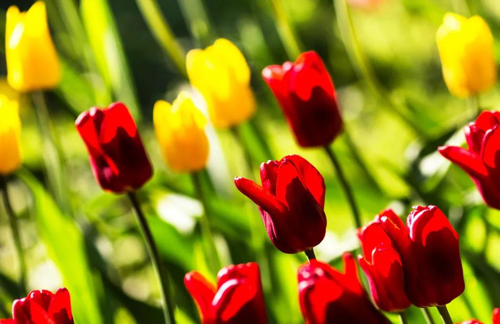 一花一世界一念一佳人的图片,一花一世界一叶一春秋图片