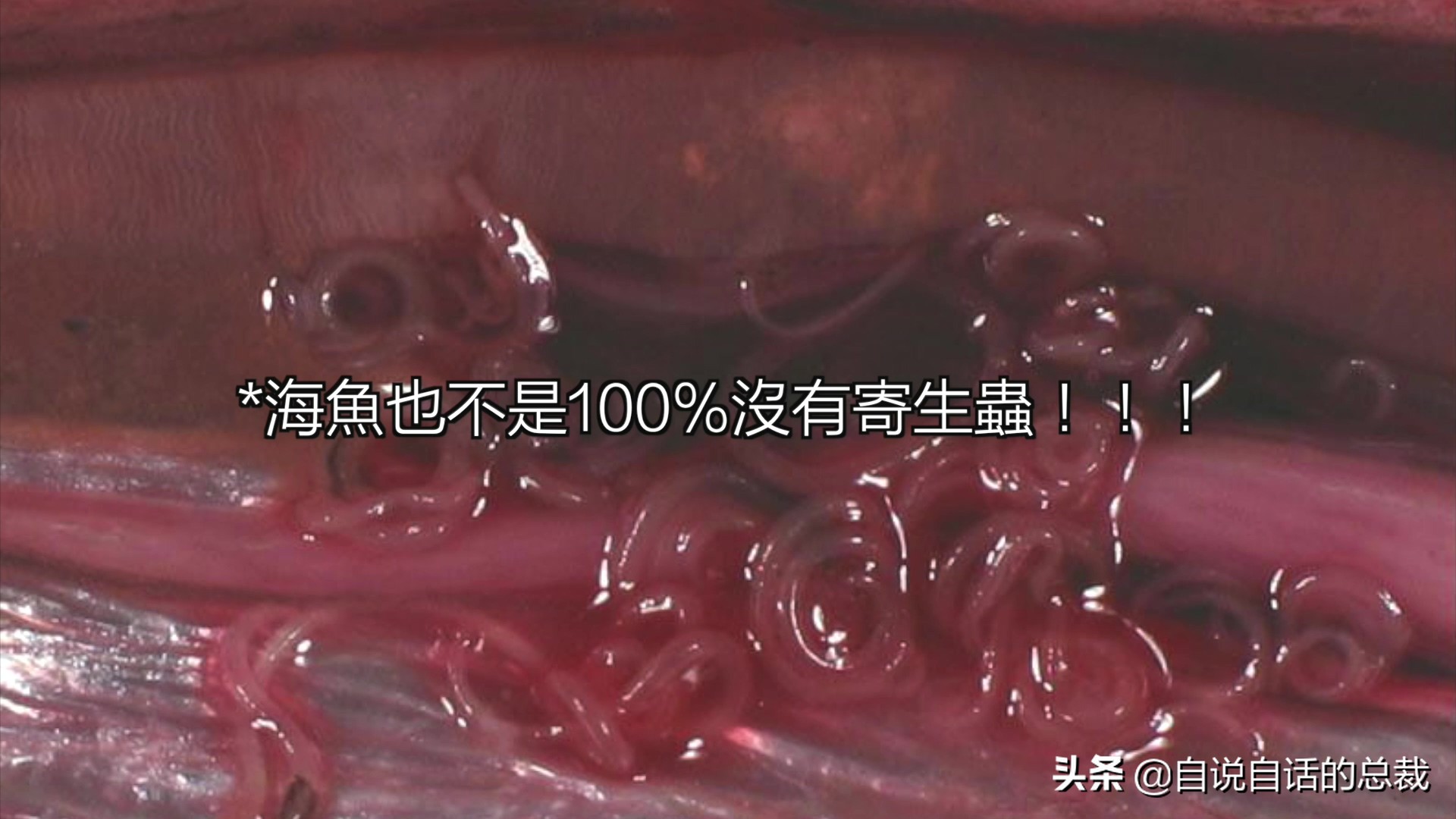 三文鱼水光真假分辨,哪种才是真正的三文鱼