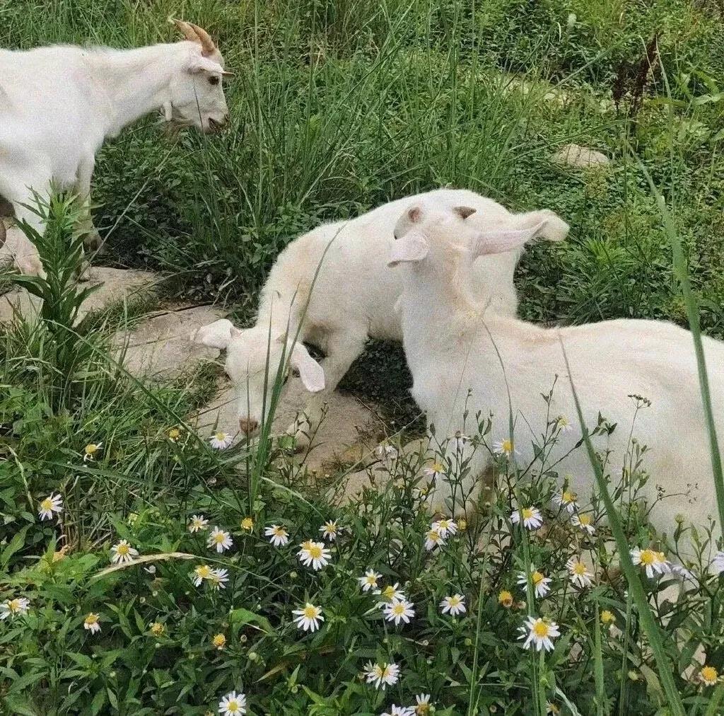 【*美耽**】卖性感照片的笨蛋主播被金主圈禁《低劣真心》