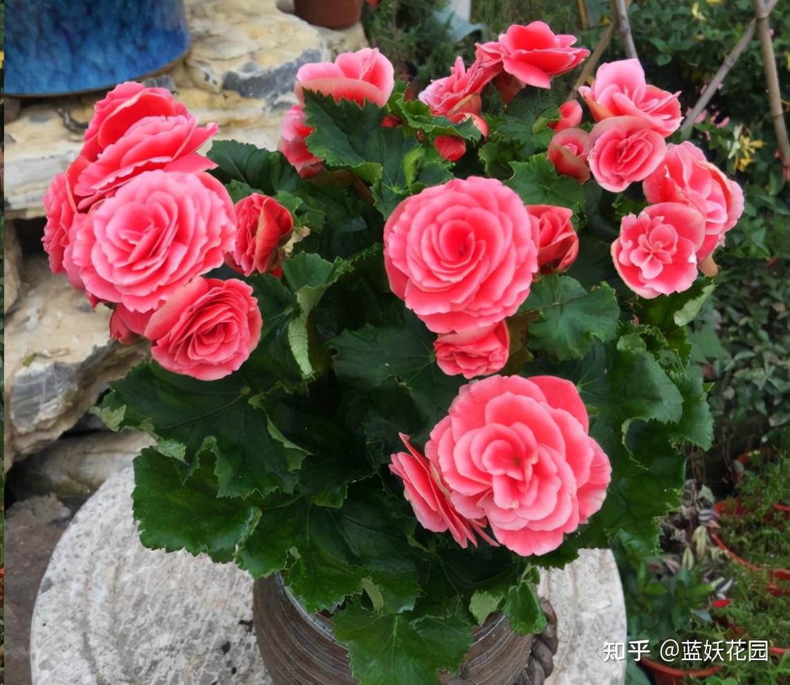 丽格海棠怎么才能养好,怎么才能养好丽格海棠花