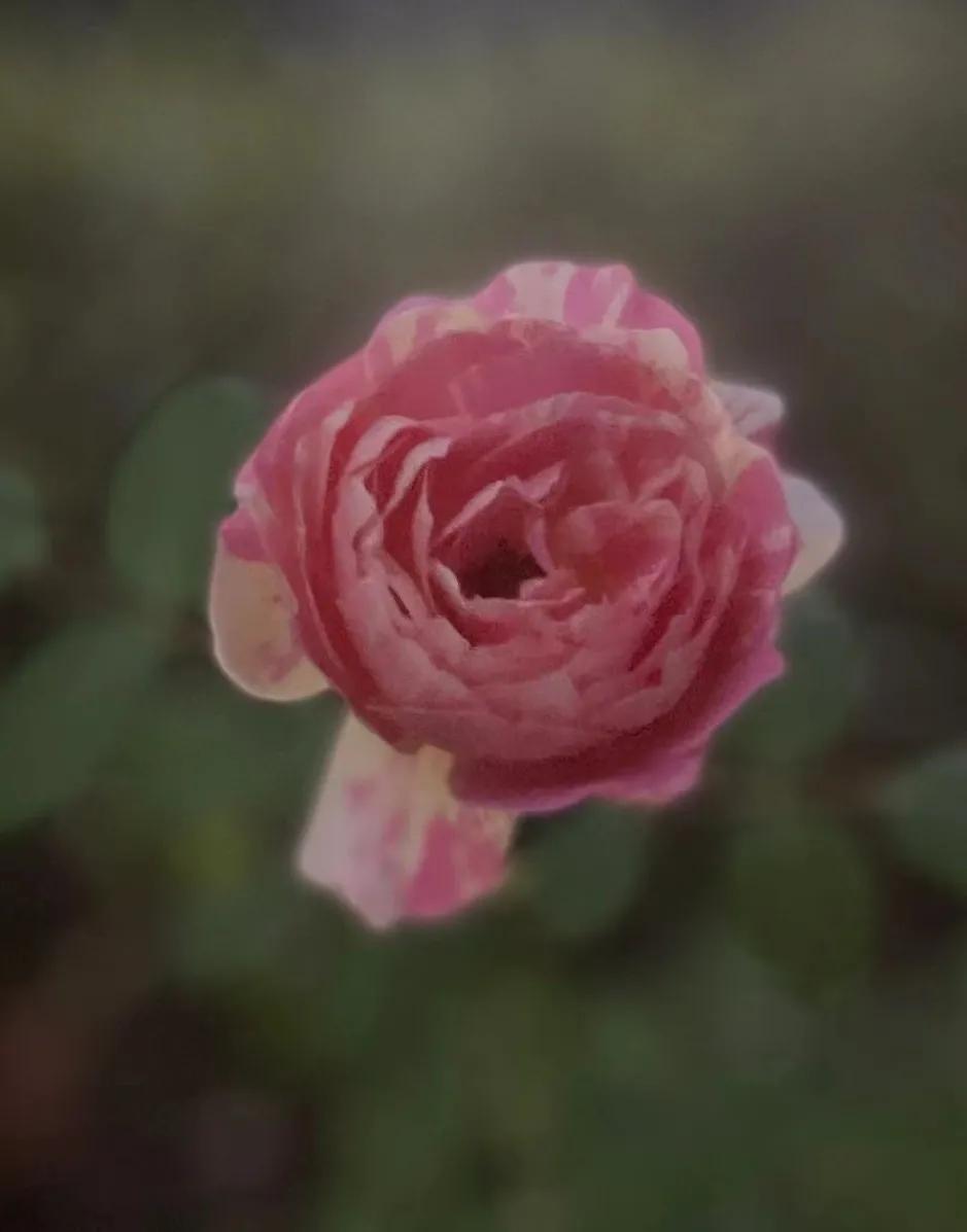 法国莫奈代表作品,和莫奈相似的月季