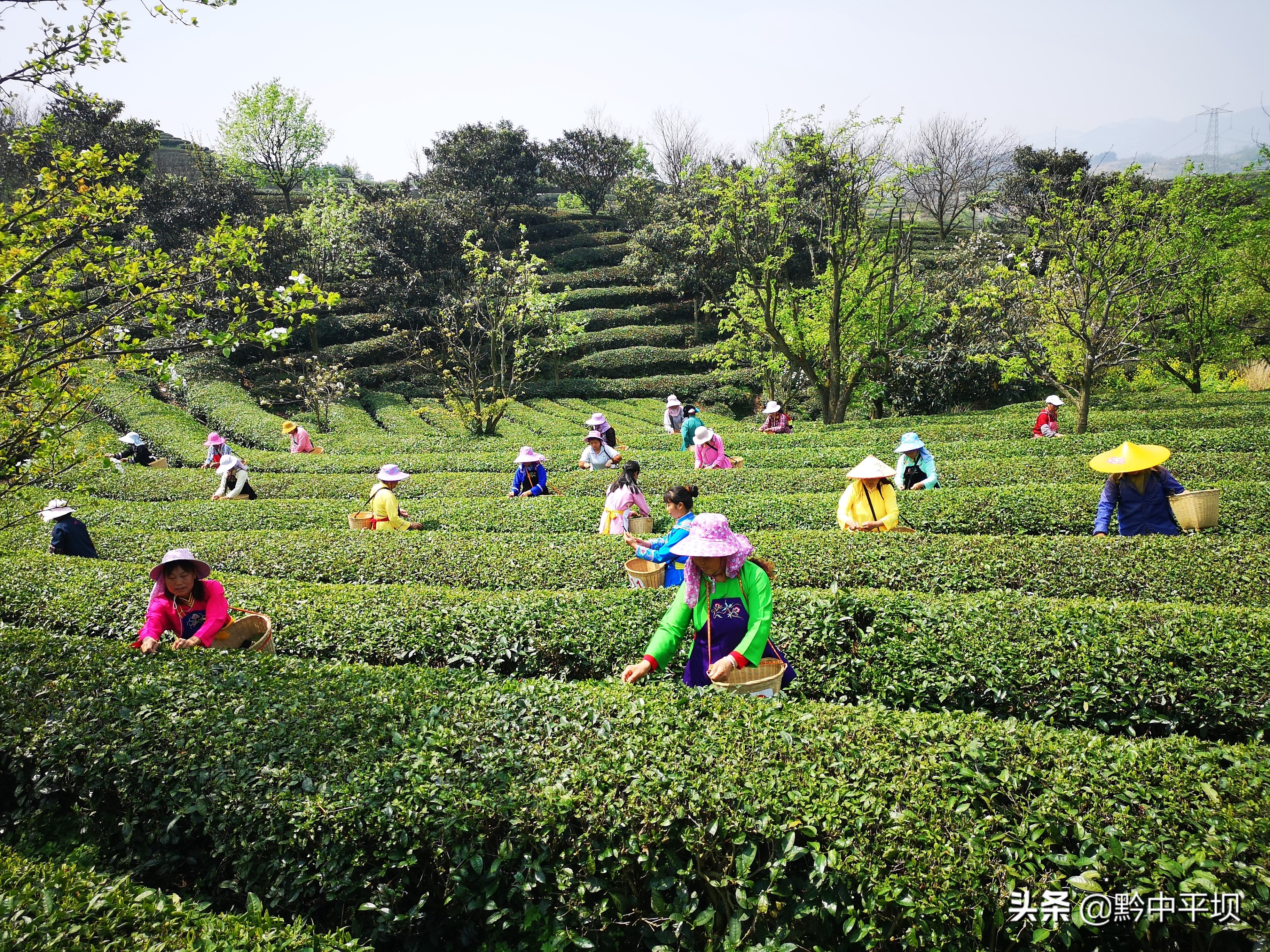 春暖花开观海听涛踏青采茶,春暖花开好风光茶农处处采茶忙