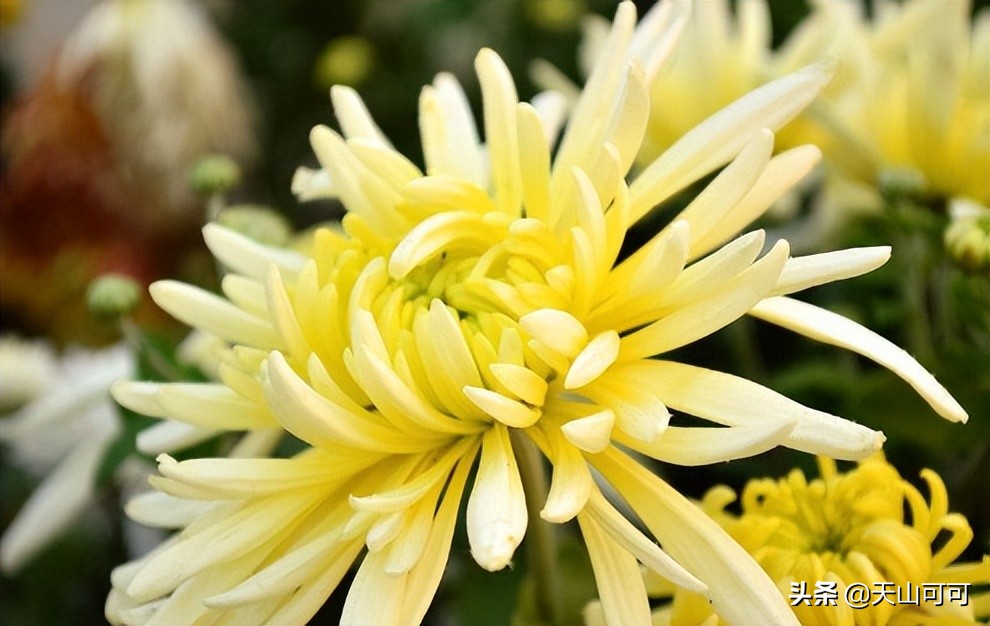 夏天冷泡菊花茶推荐,夏天喝菊花加冰糖