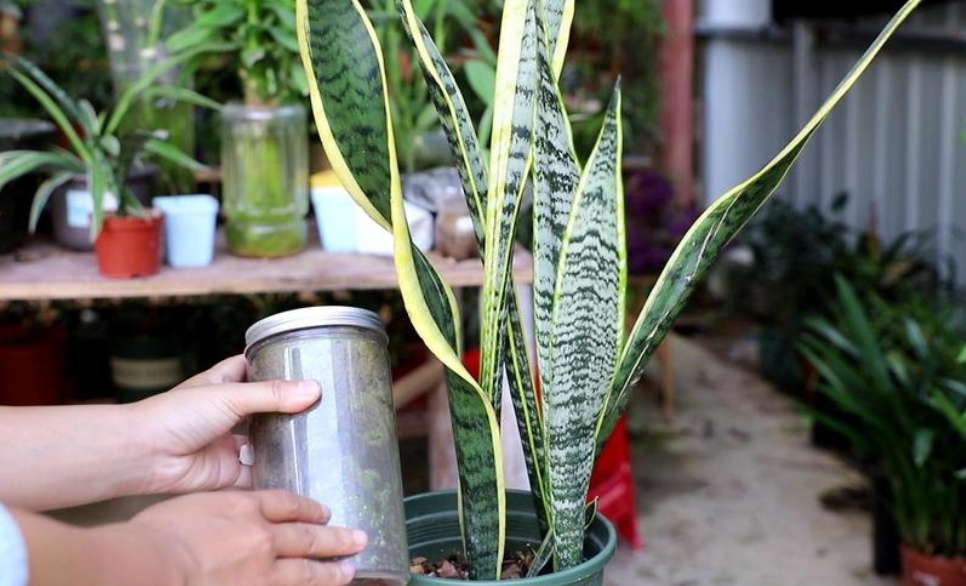 养虎皮兰花的注意事项,怎样养虎皮兰才能长得更好