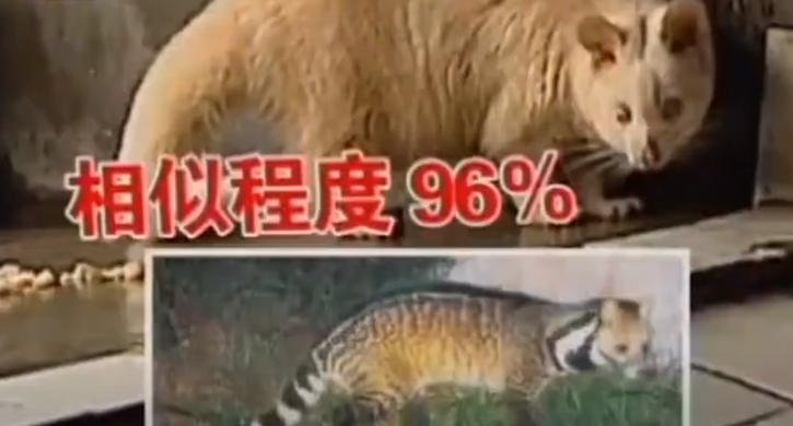 江西老农活捉神秘物种六不像,江西宜春老农上山捉到六不像