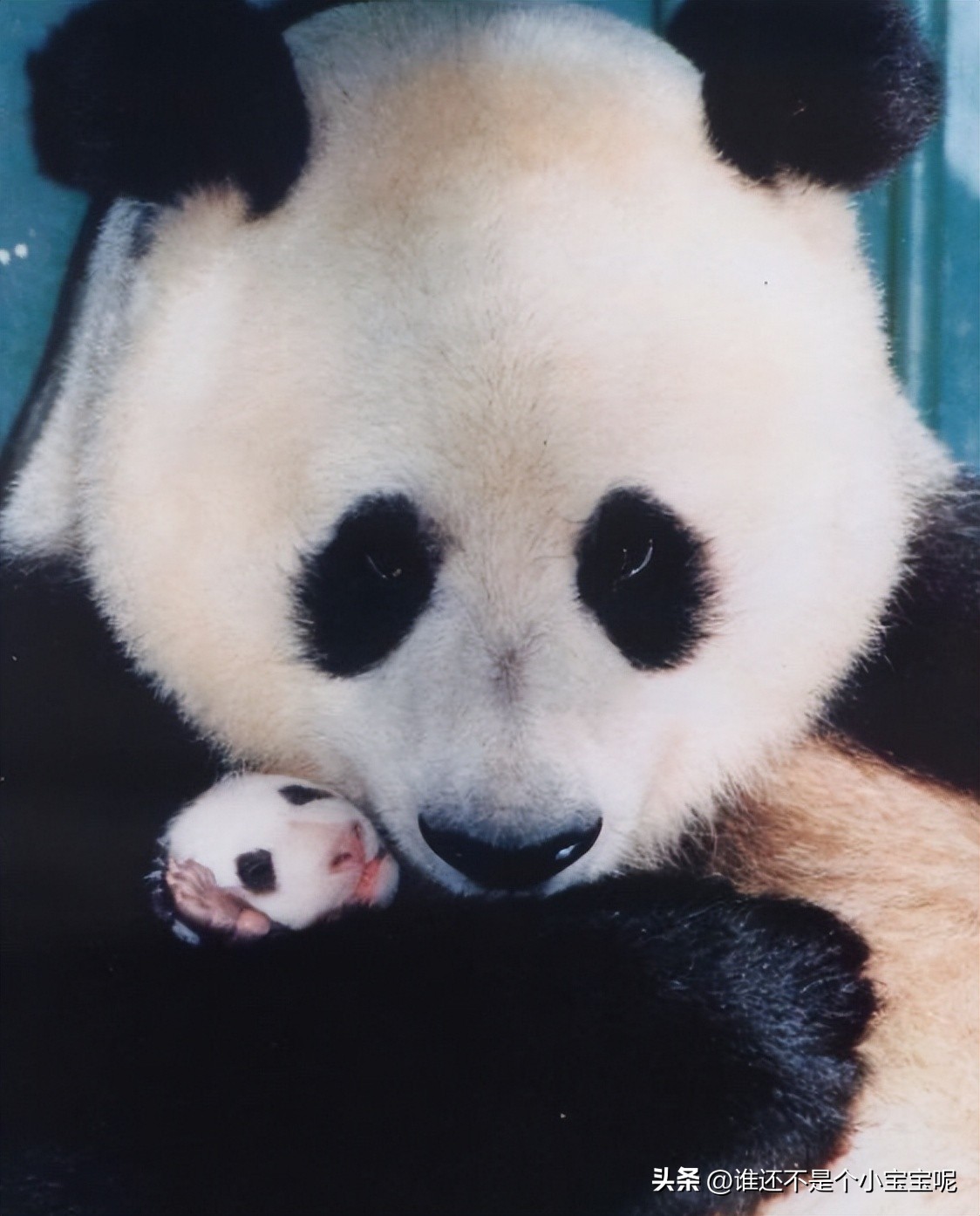 每天认识一只大熊猫和花,每天认识一支大熊猫