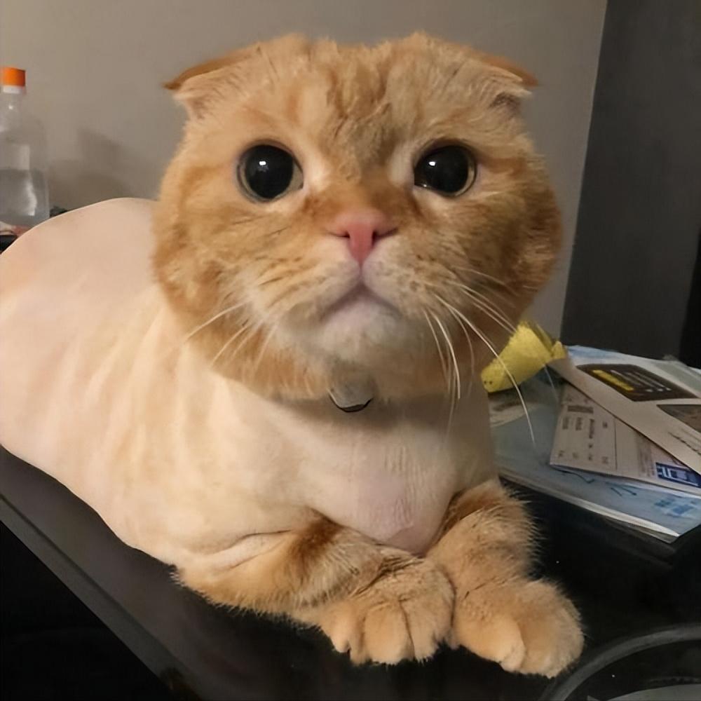 什么原因会造成猫咪毛发越来越黄,猫咪毛发颜色变黄了怎么办