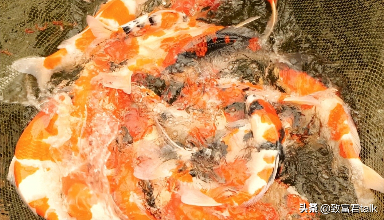 别转发锦鲤了转运秘诀在这里,锦鲤转运转发