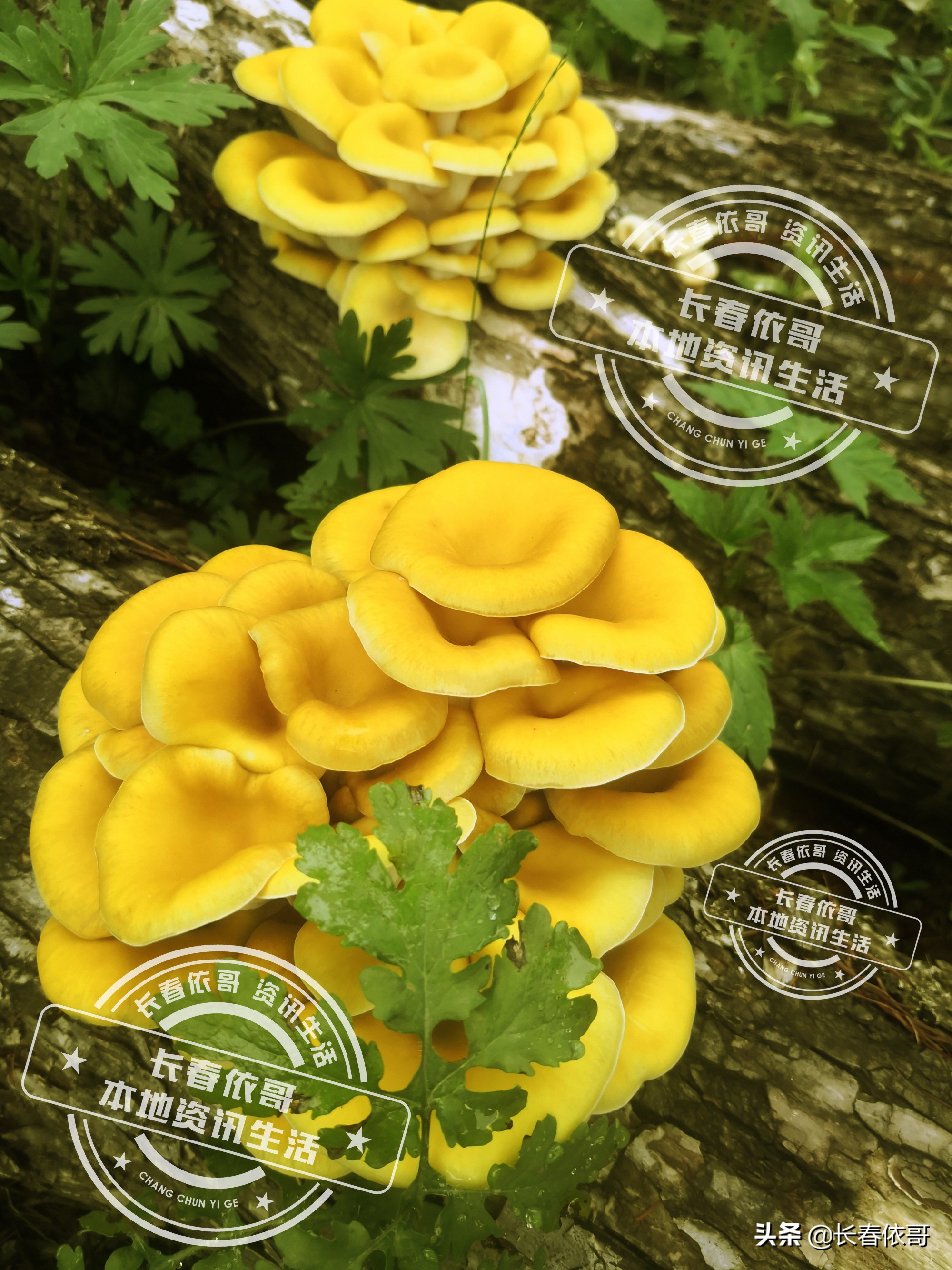 长白山脉的野山珍红蘑,纯天然大山里的野生菌类榛蘑