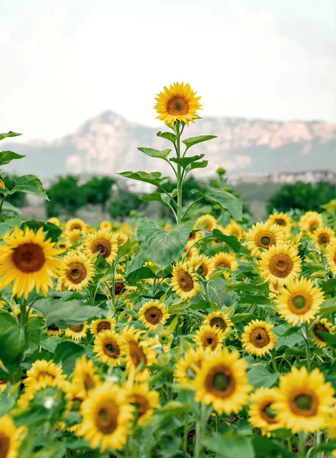 向日葵向阳而生阳光明媚,生如夏花向日葵