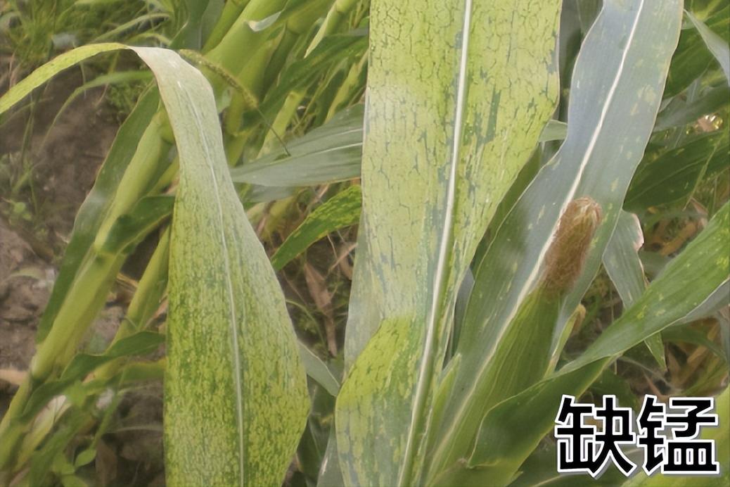 玉米苗施尿素叶子黄怎么办,玉米苗打除草剂叶子发黄怎么补救