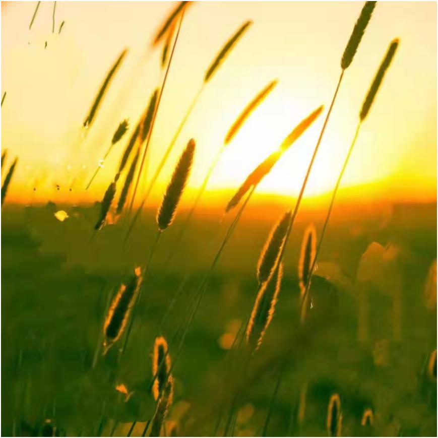 夏日激情萌璀璨国风美韵卷新篇